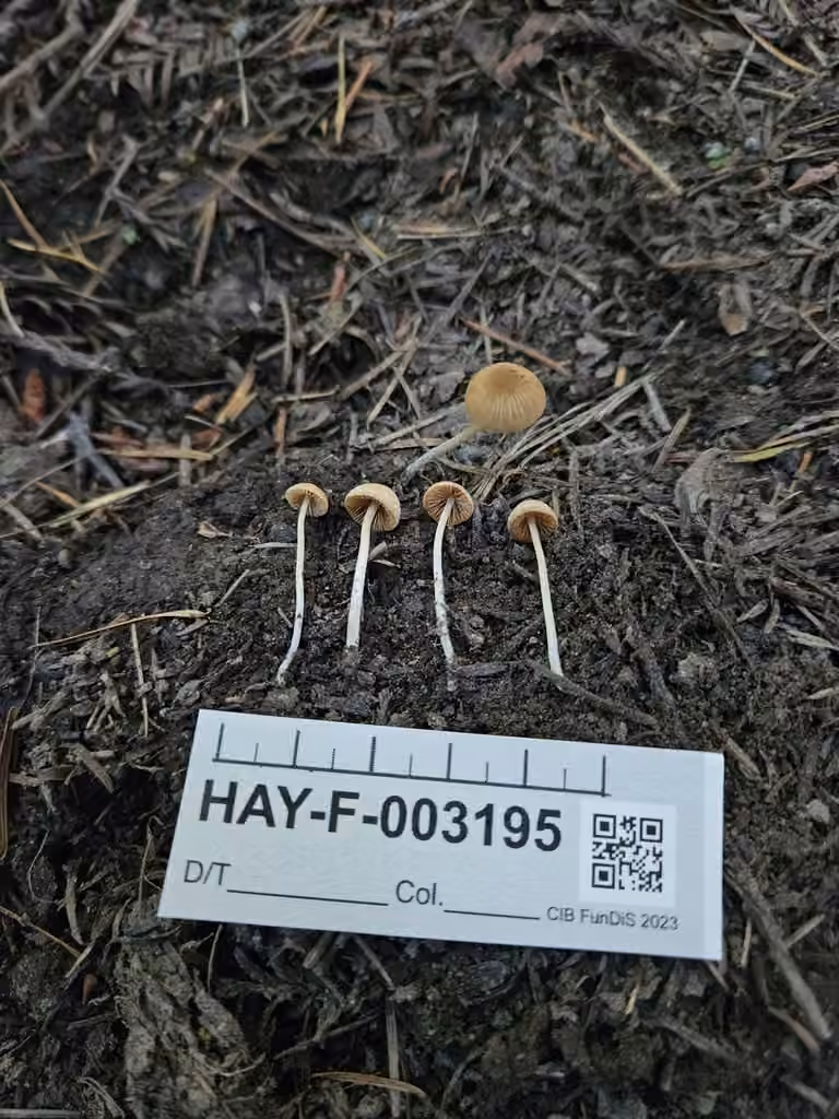Conocybe de Smith, photo 3 sur 5