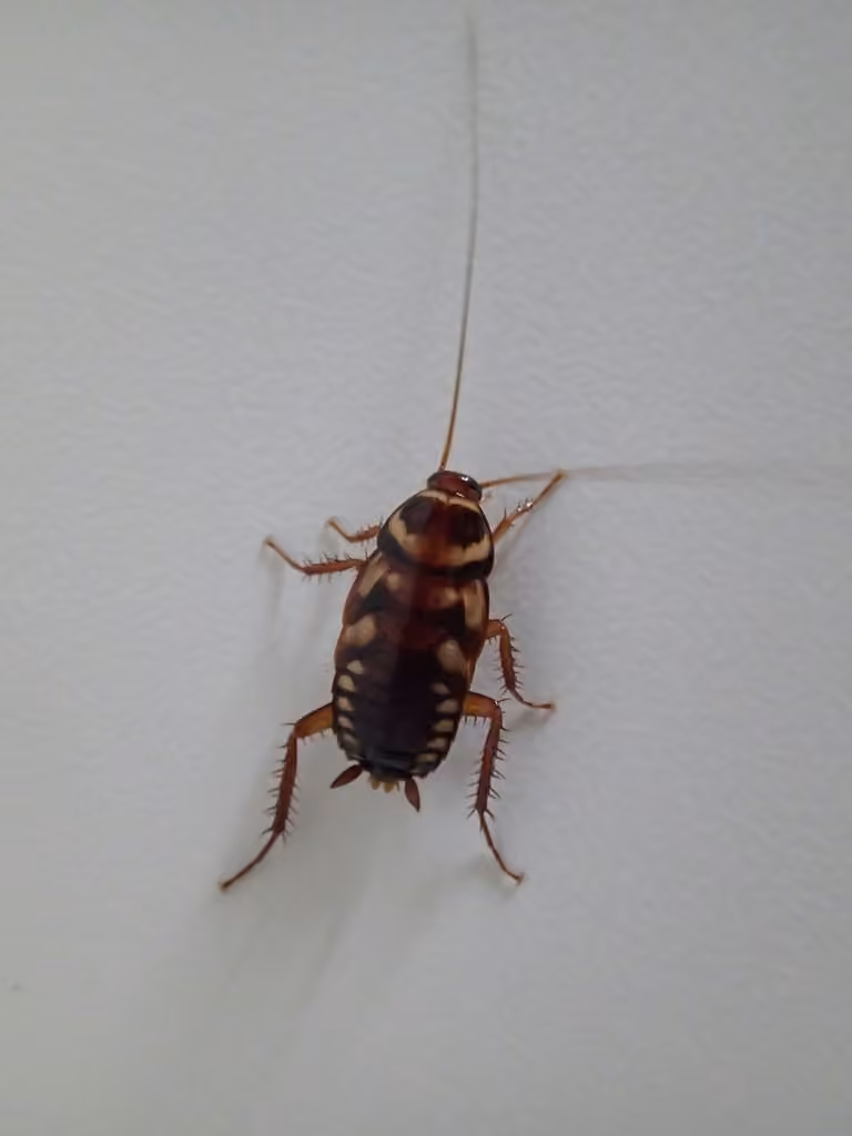 Blatte australienne, Nymphe