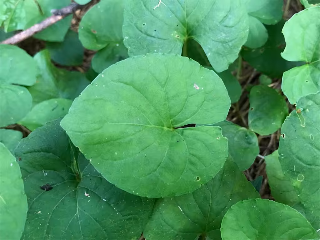 Sweet white violet, In fruit
