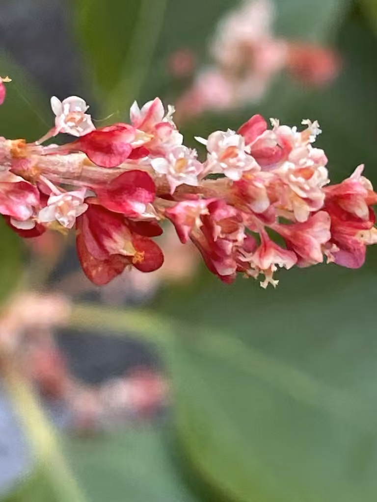 Dwarf Japanese knotweed, In flower