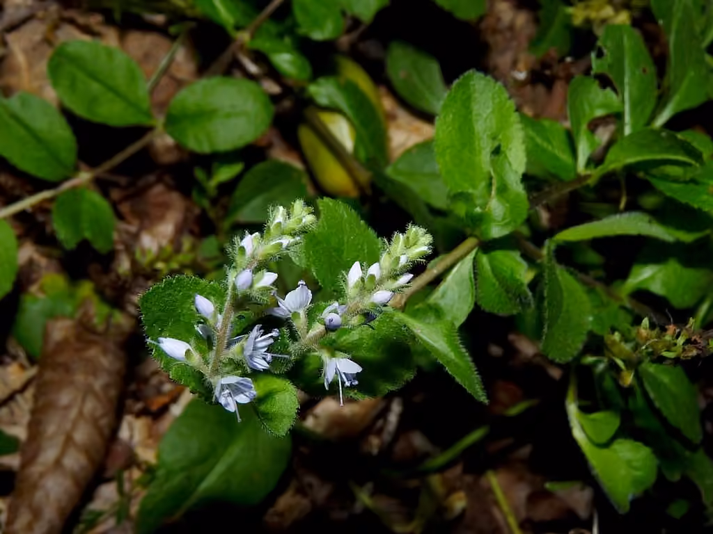 Véronique officinale, En fleurs
