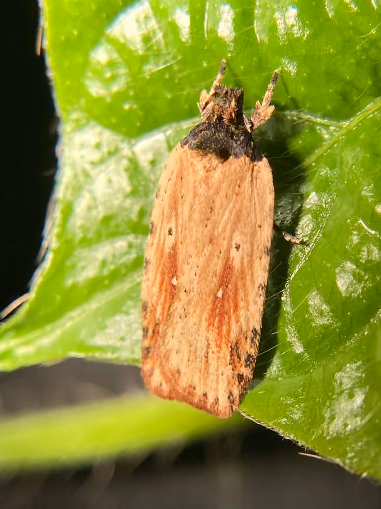 Beggartick Leaffolder Moth