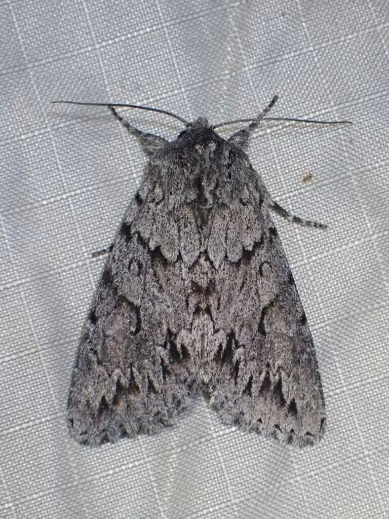 Canadian Giant Moth, Adulte
