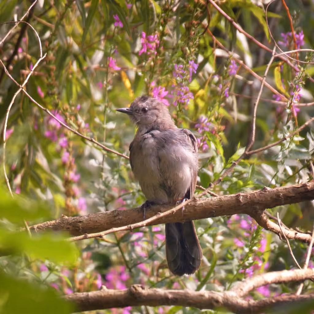 Gray Catbird, Juvenile