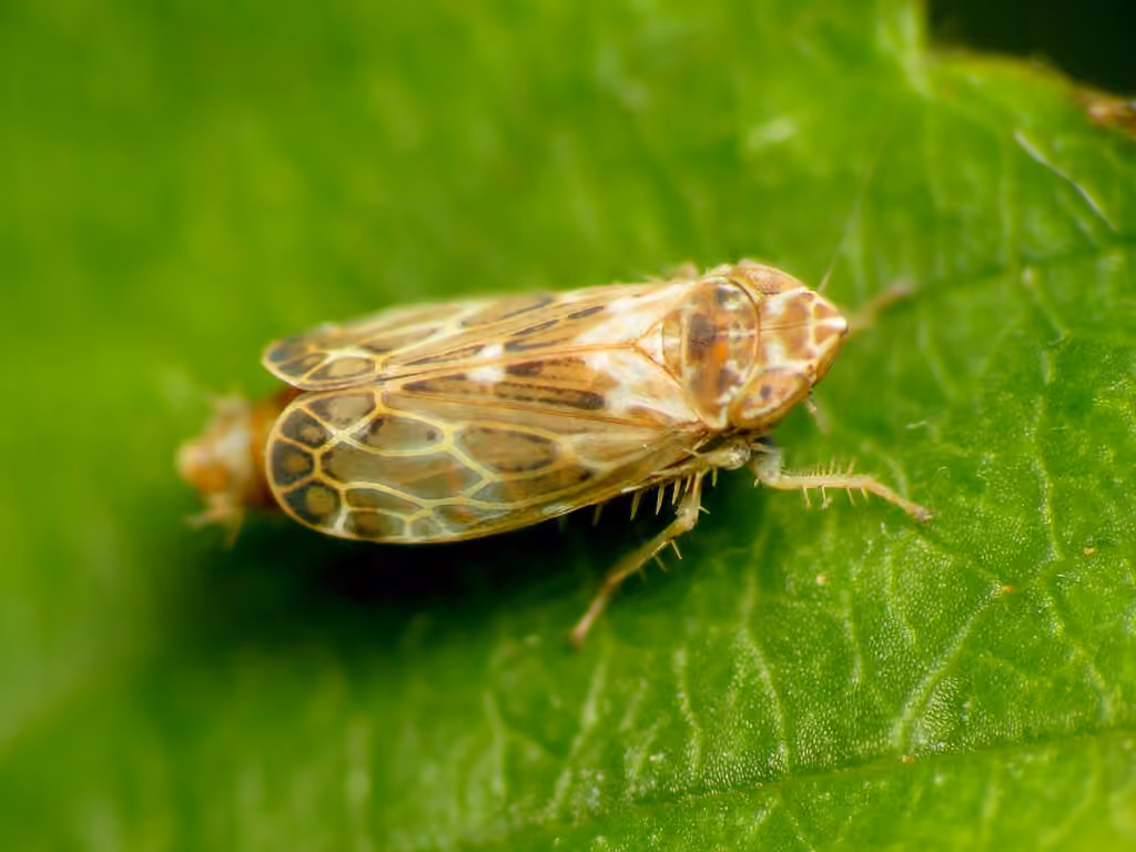 Say's Leafhopper, Adulte