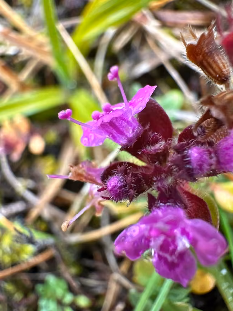 Mother of thyme, In fruit