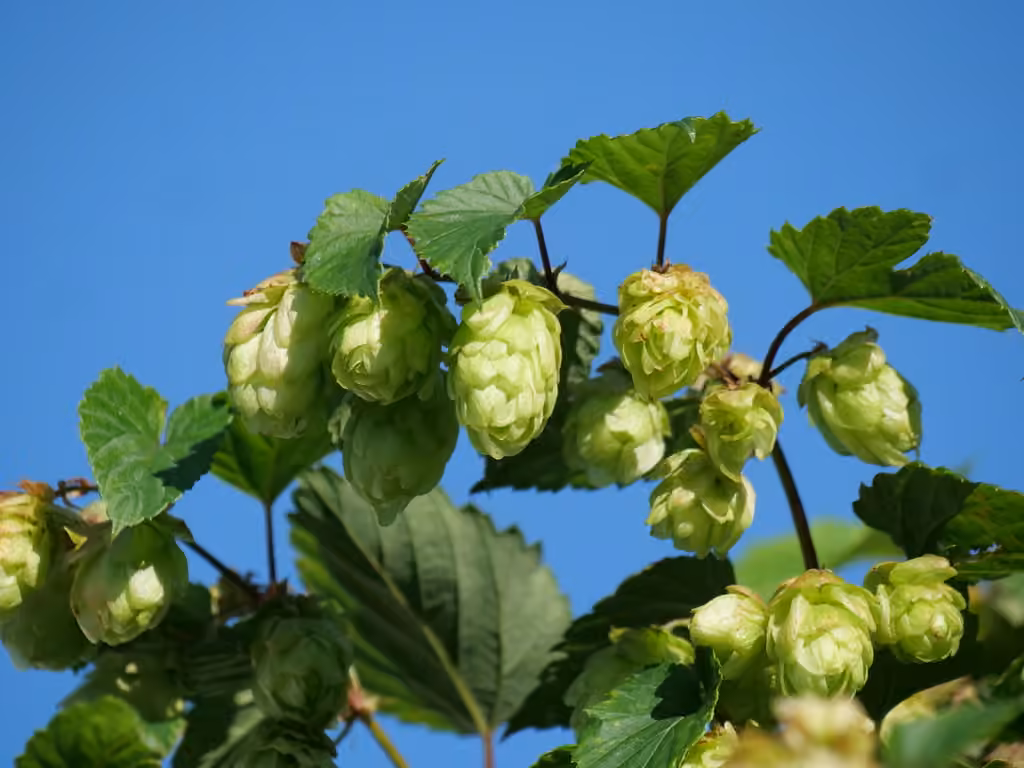 Hops, In flower