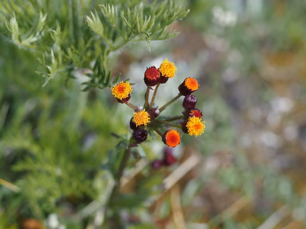 Alpine groundsel