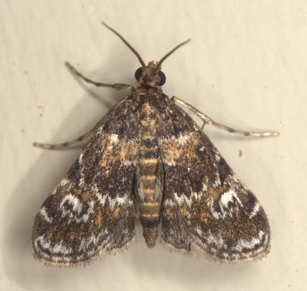 Waterlily Leafcutter Moth, photo 3 sur 5