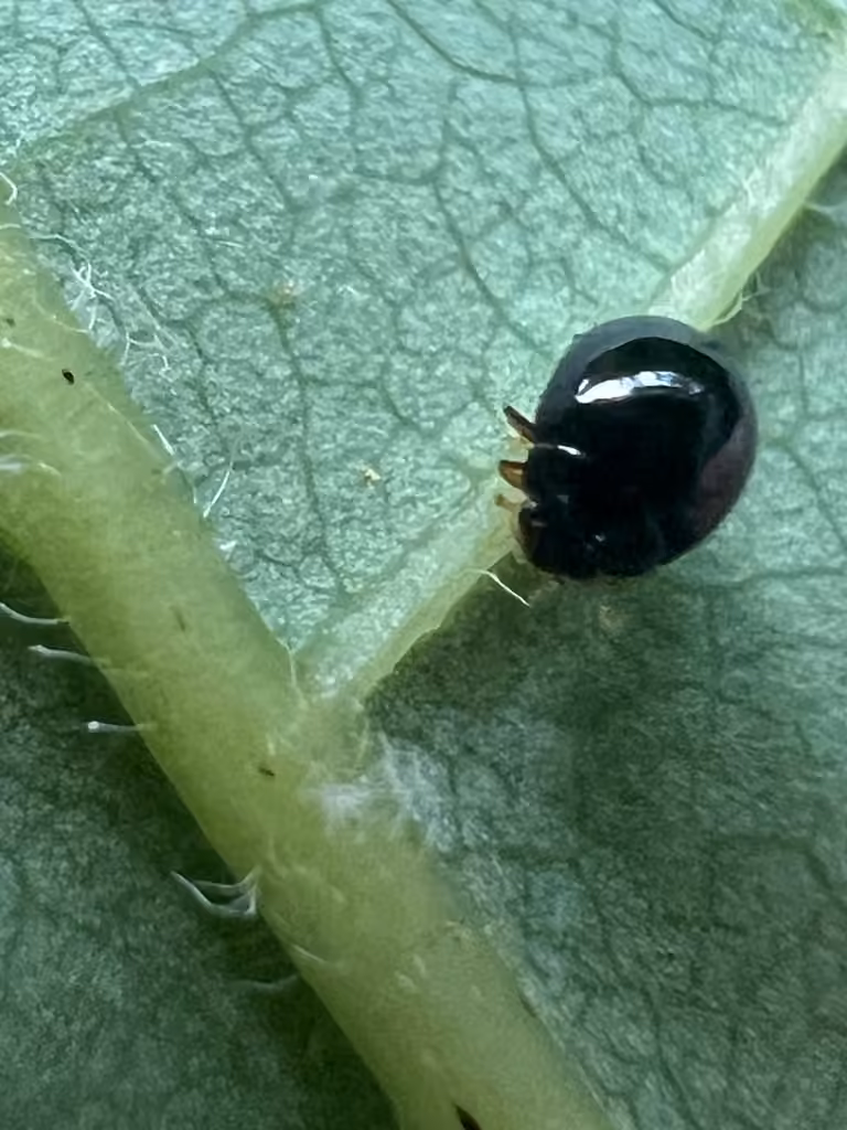 Coccinelle minuscule, photo 3 sur 5