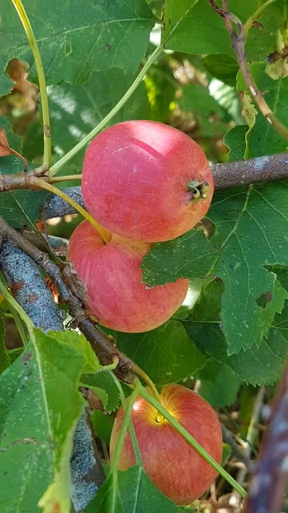 Common crabapple, In fruit