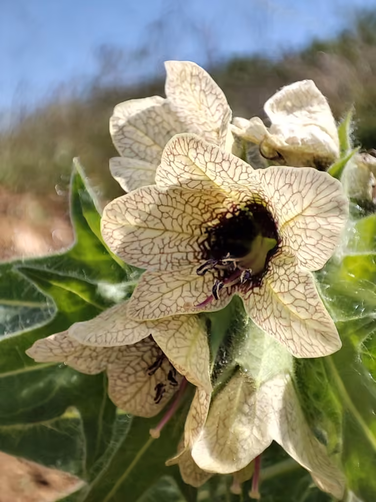Black henbane, photo 1 of 5