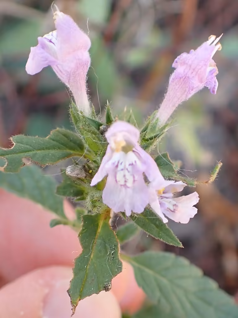 Red hempnettle, photo 2 of 5