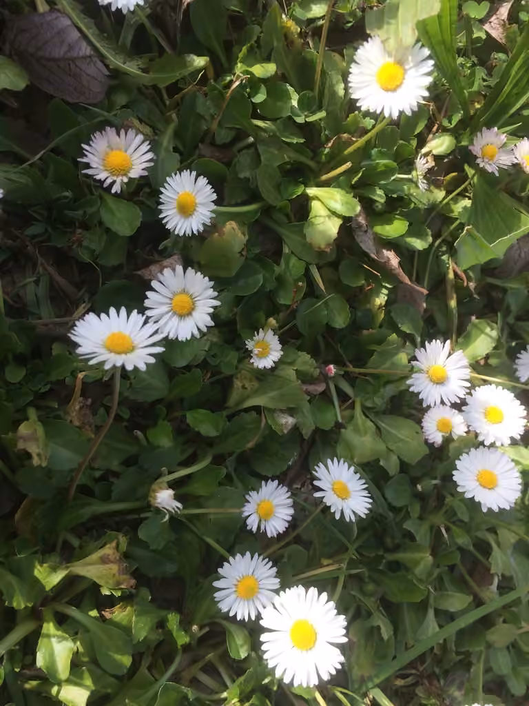 Pâquerette vivace, En boutons
