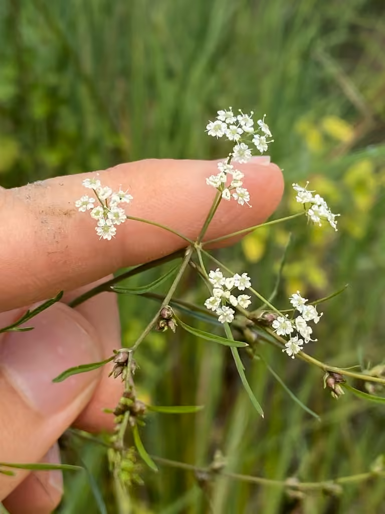 Cicutaire bulbifère, En fleurs