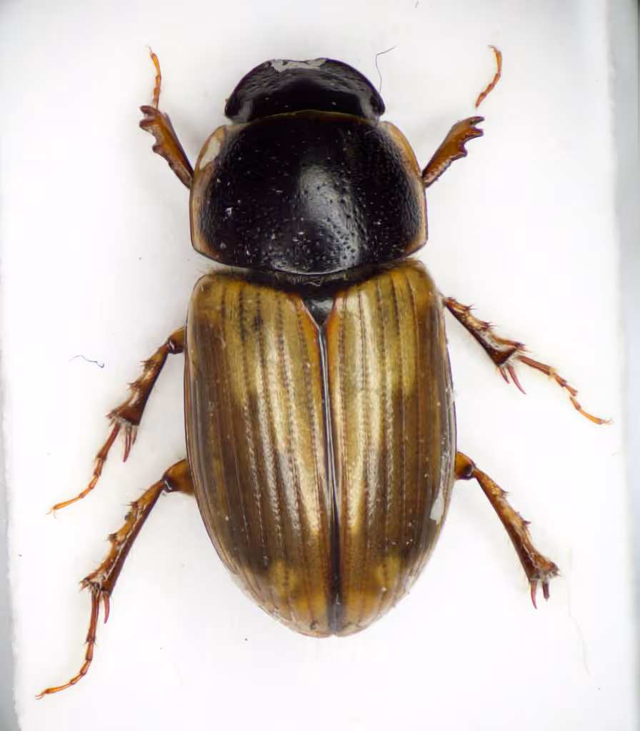 Spring small dung beetle, photo 1 of 5