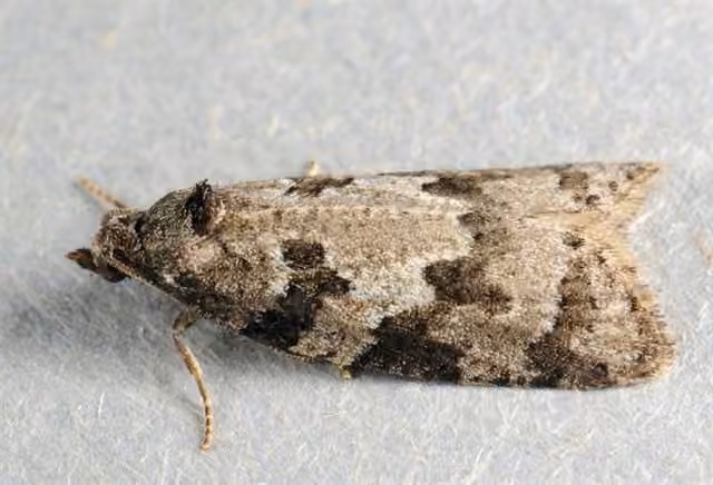 Gray Tortrix