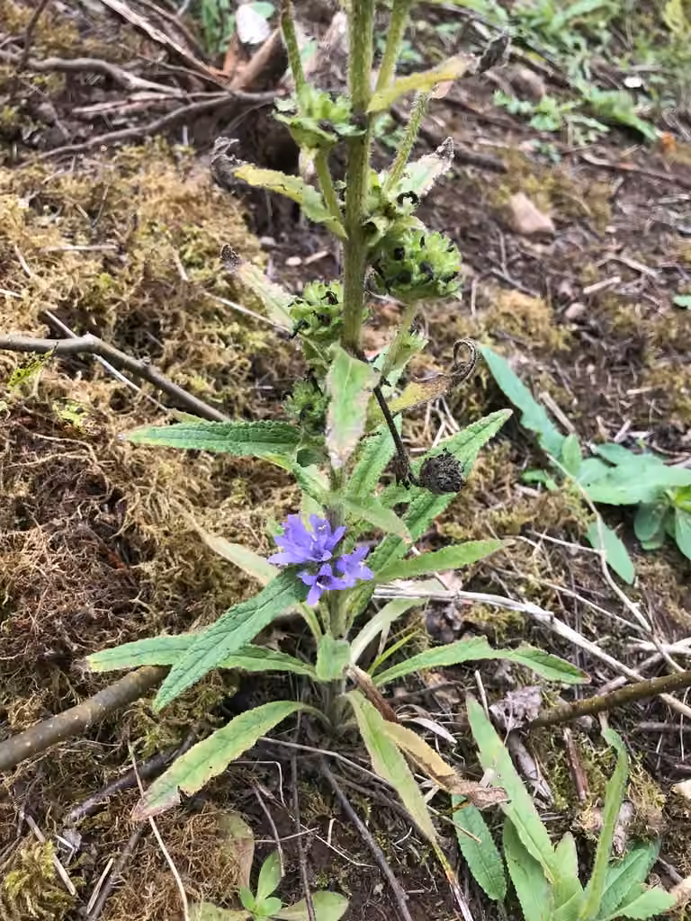 Bristly Bellflower, In fruit