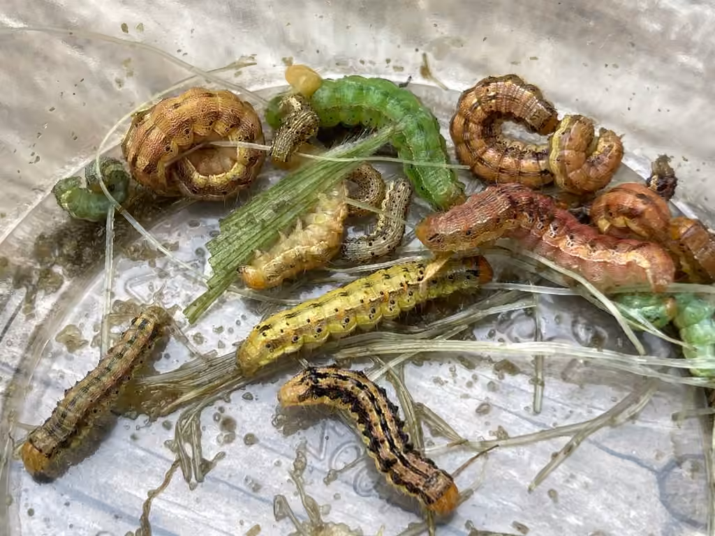 Corn Earworm Moth, Caterpillar