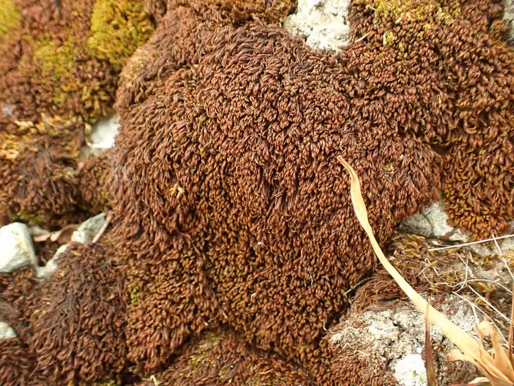 Snow Rock-moss, photo 3 of 5