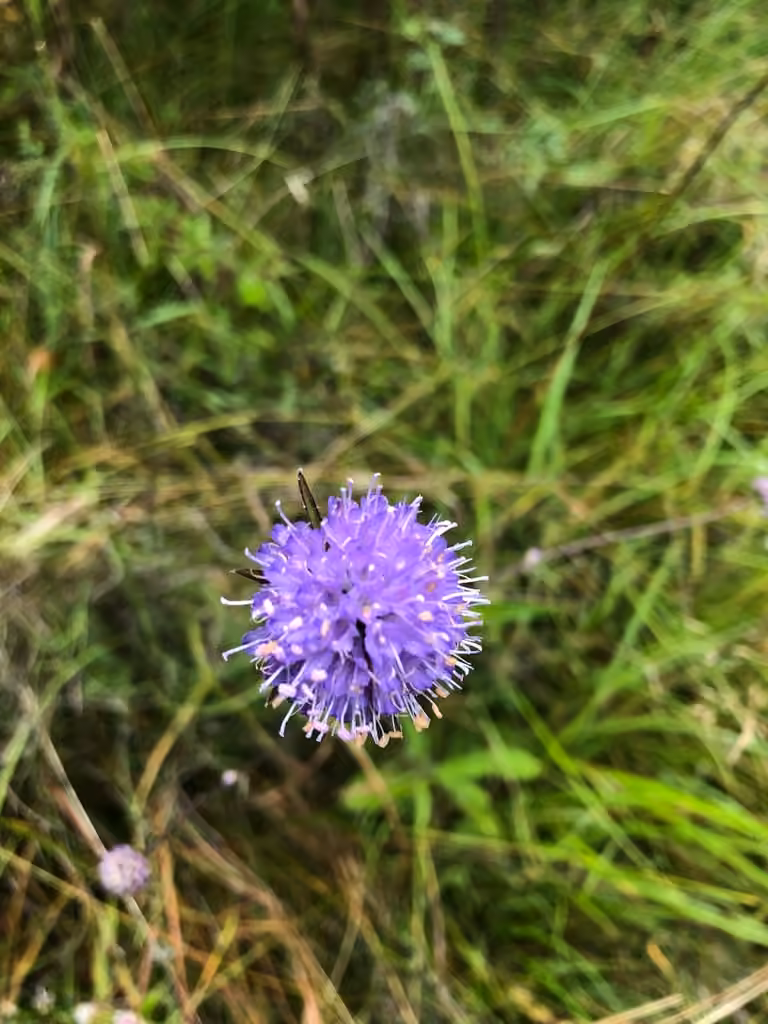 Succise des prés, En fleurs