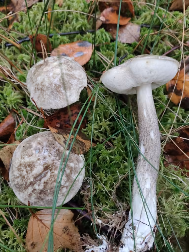 Mottled Bolete, photo 3 of 5