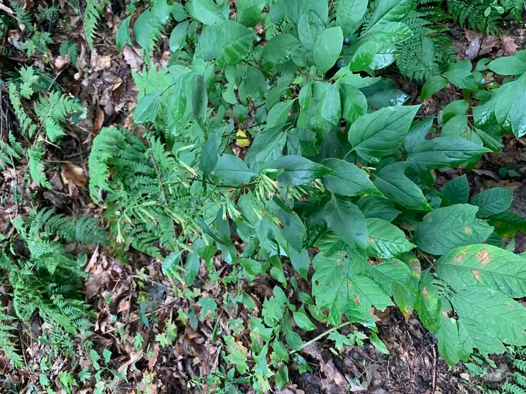 Tall white lettuce, In fruit