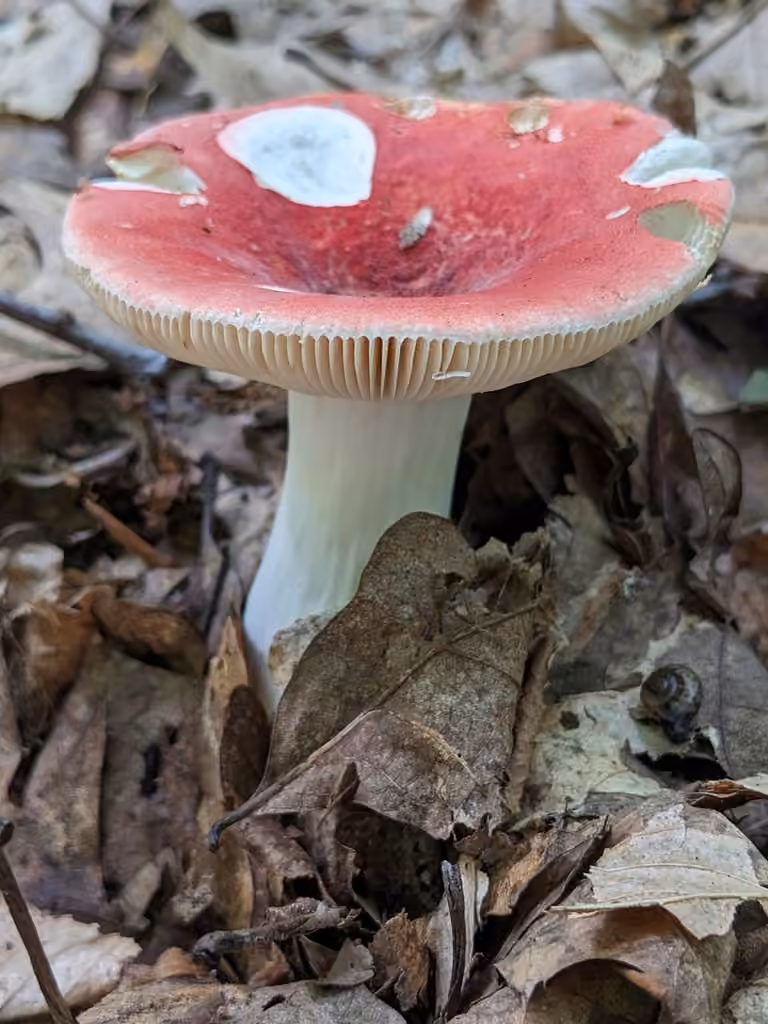 Beautiful Russula, photo 1 of 5
