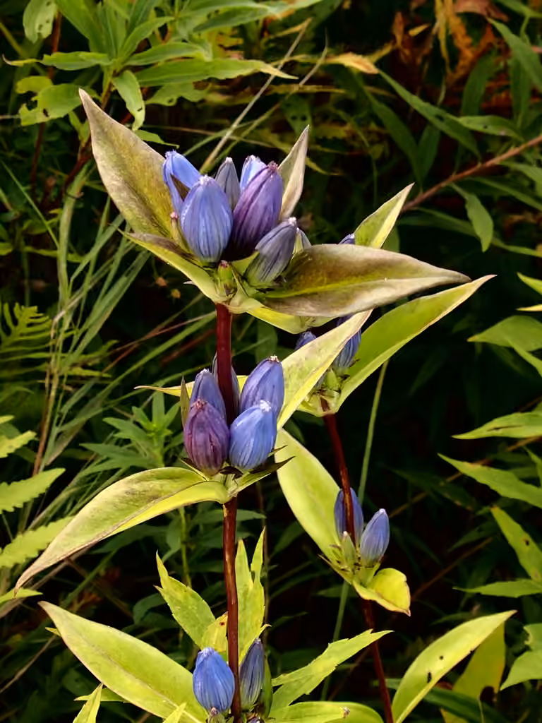 Closed bottle gentian, In flower
