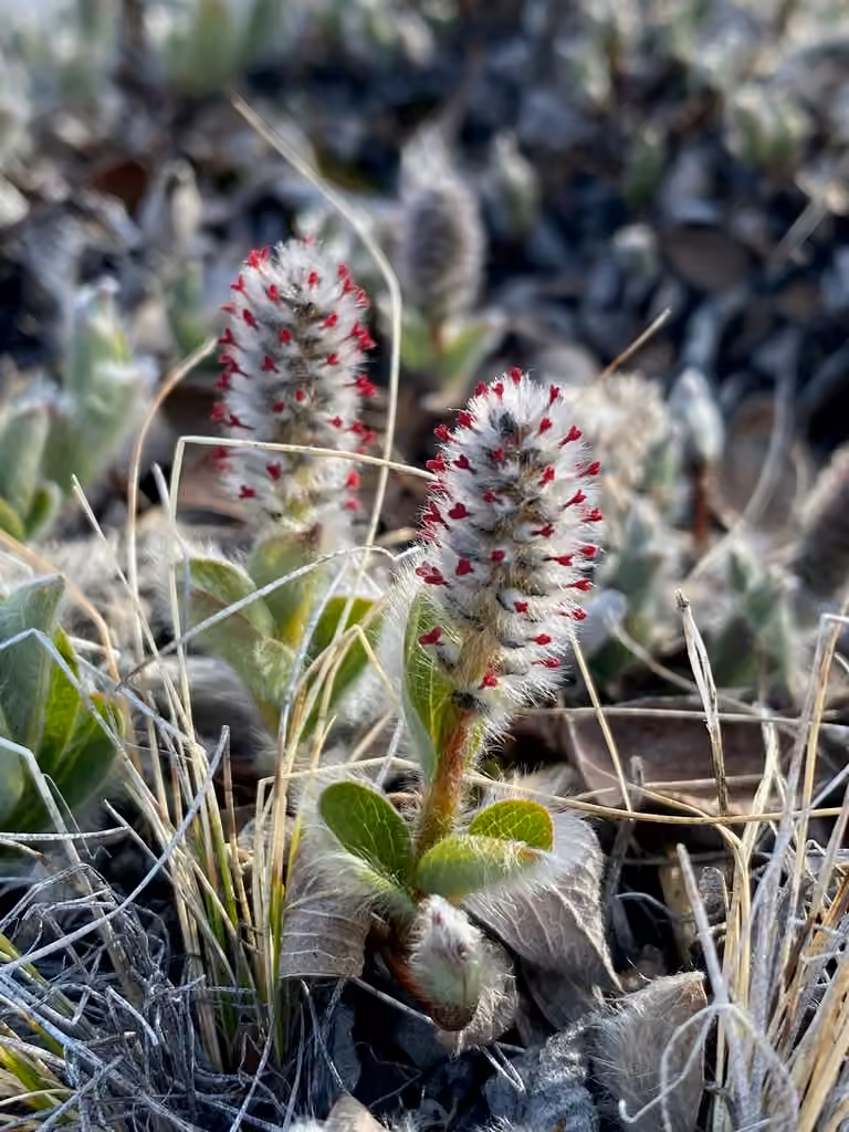Saule arctique, En fleurs