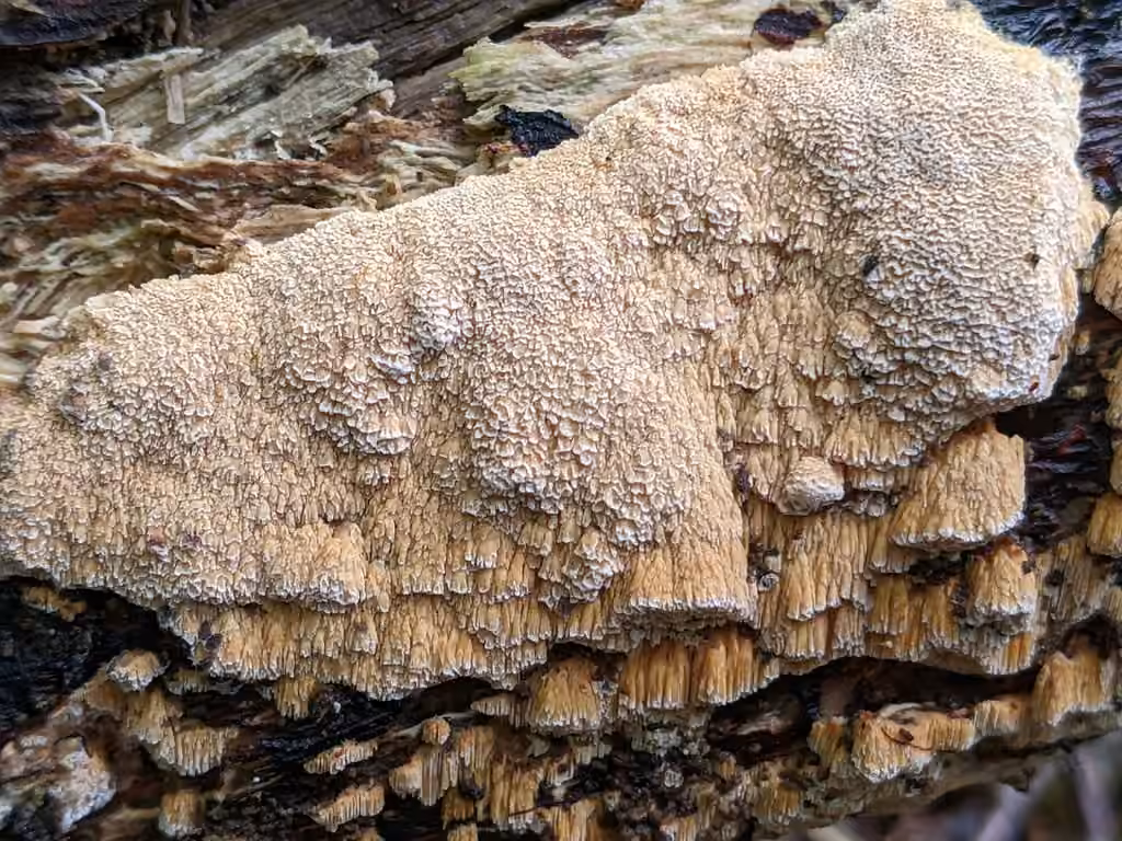 Xylodon ovisporus