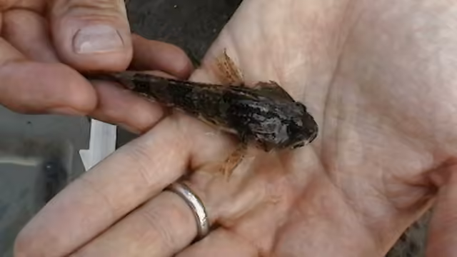 Chaboisseau bronzé
