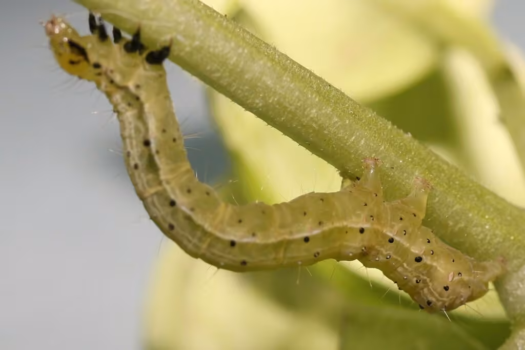 Soybean Looper Moth, Caterpillar