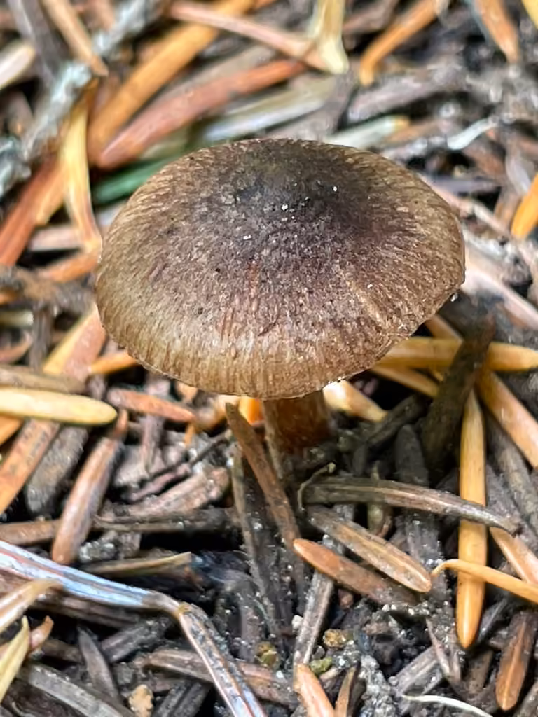 Inocybe bufonia, photo 2 sur 5