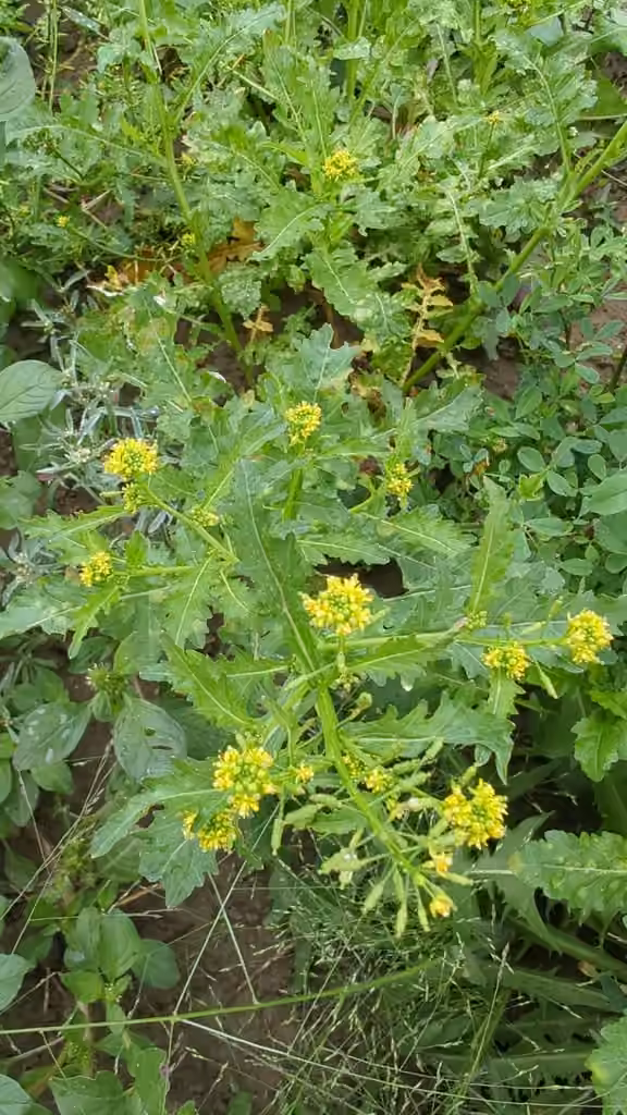 Bog yellowcress, Flower buds
