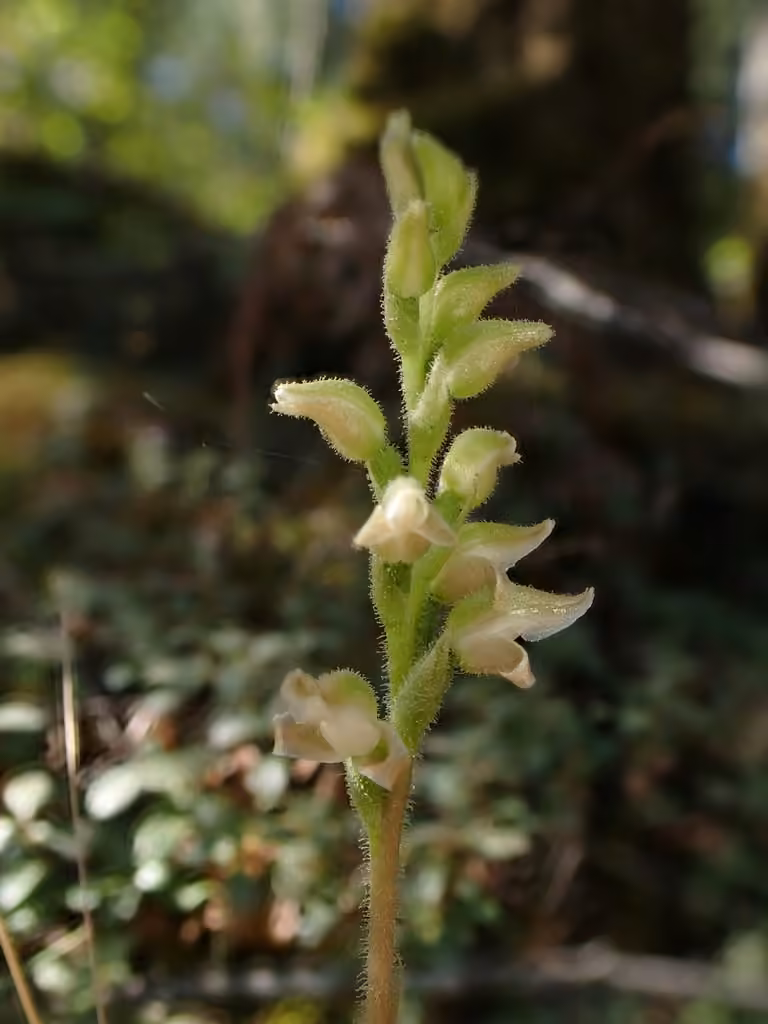 Western rattlesnake plantain, In flower