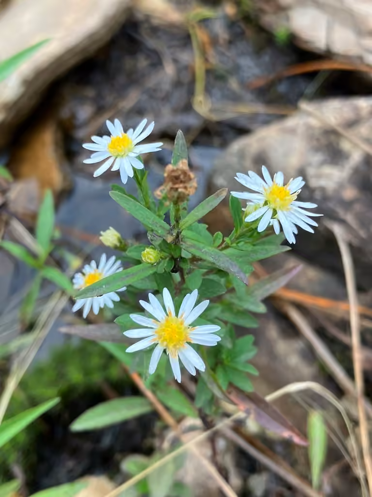 Aster de Tradescant, En fleurs