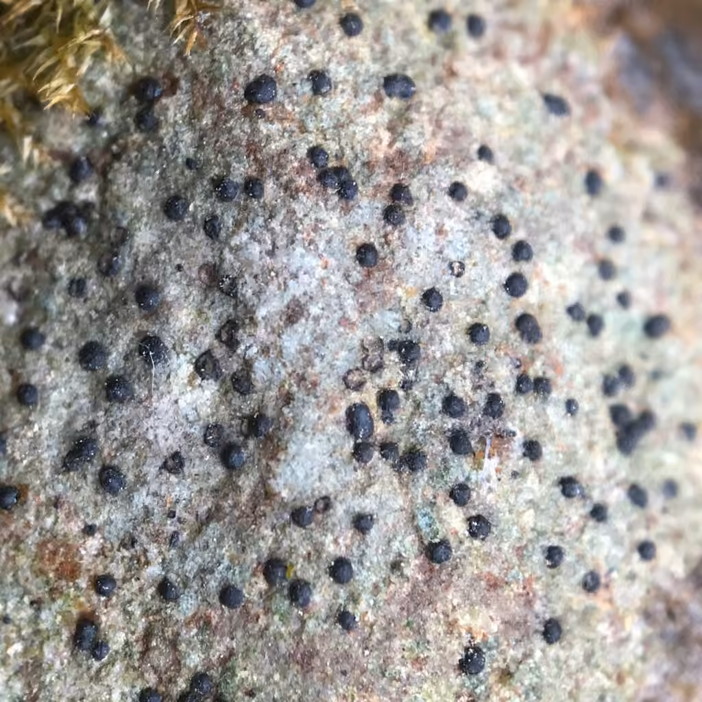 Wart lichen, photo 3 of 5
