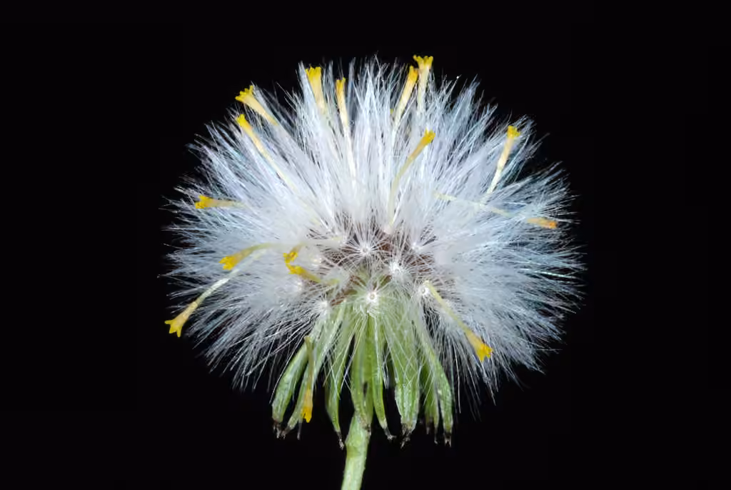 Old-man-in-the-spring, Flower buds