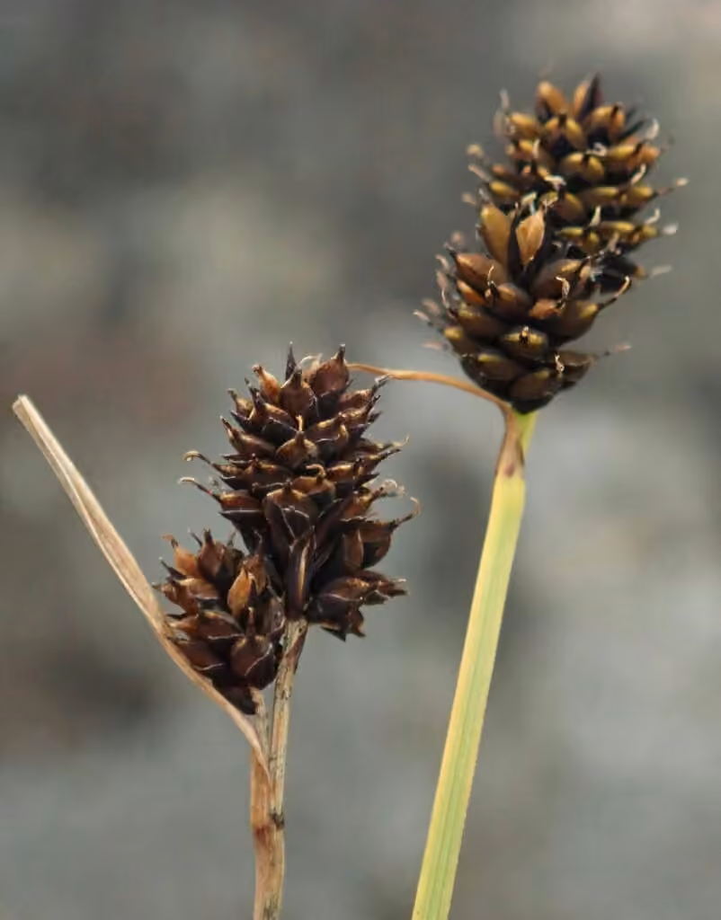 Norway sedge, photo 3 of 5