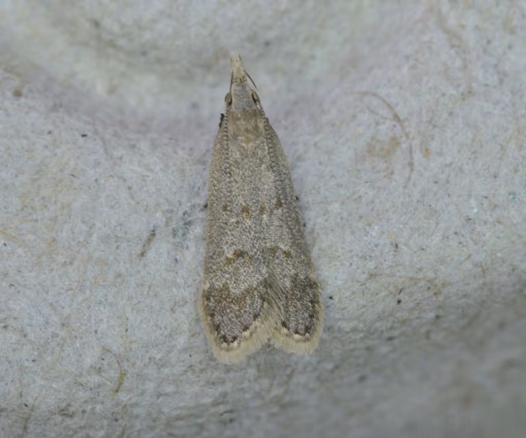 Spotted Dichomeris Moth, Adult