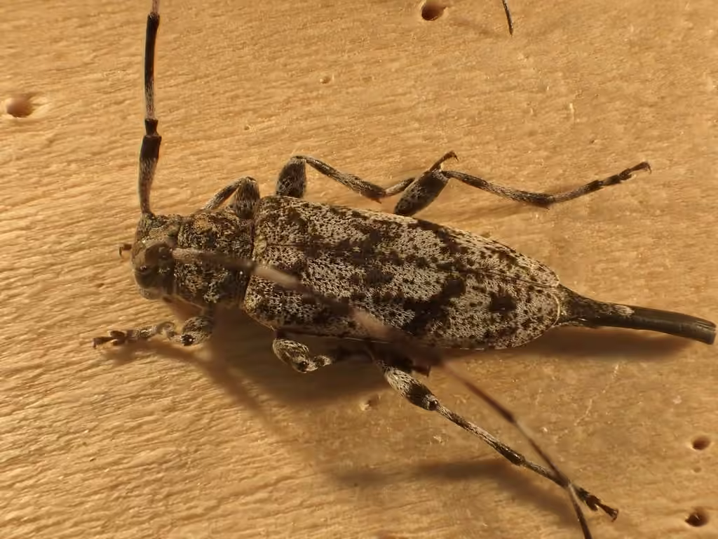 Little Flatface Longhorn Beetle, photo 3 of 5
