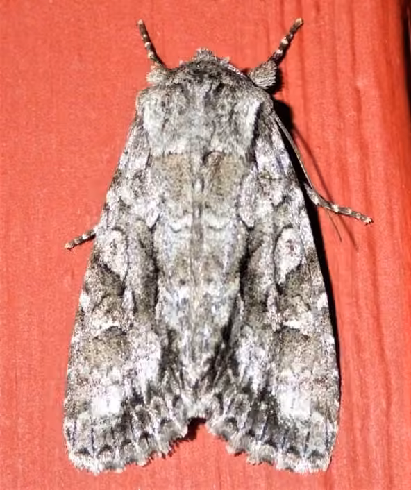 Private Sallow, Adulte
