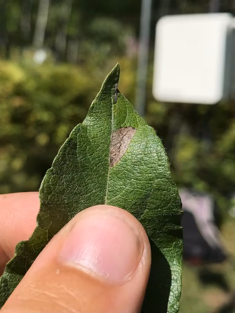 Framinghamia helvalis, Mine