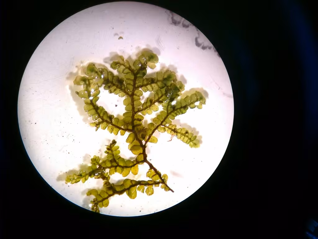 Pinnate Scalewort, photo 3 of 5