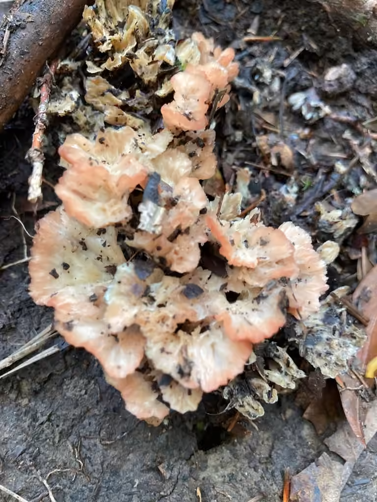 Cotylidie épanouie