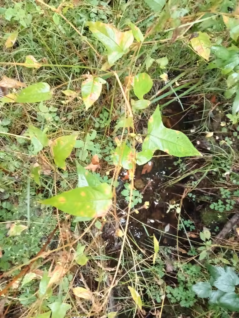 Renouée à feuilles d'arum, En fruits