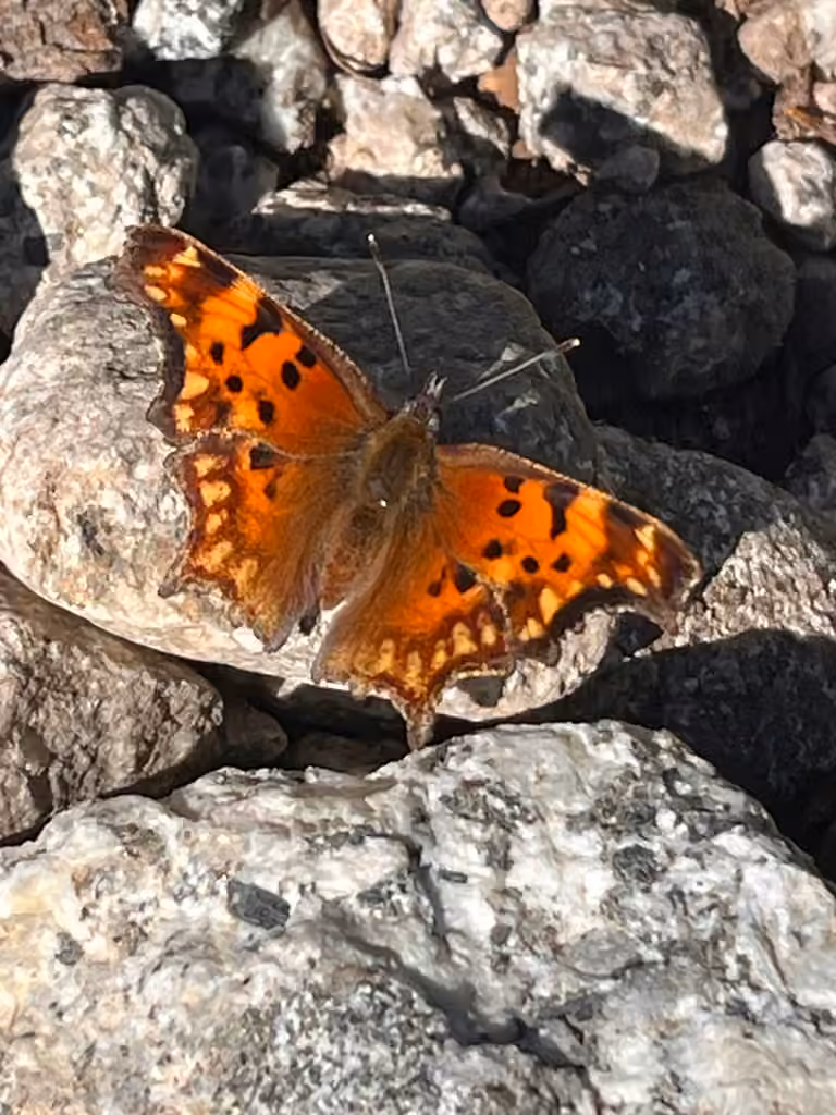 Hoary Comma, Male