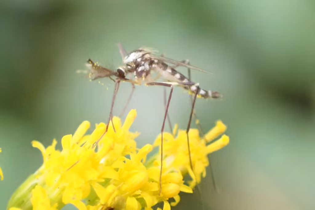 Moustique rayé, Mâle