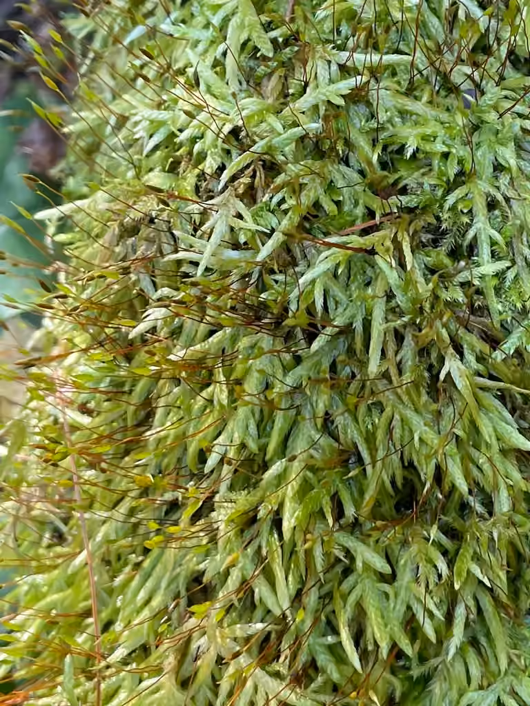 Entodon comprimé